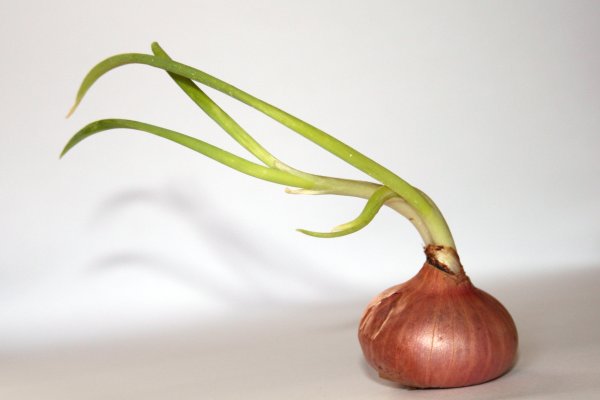 Kraken onion ссылка