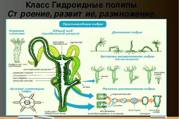 Какая ссылка у кракена
