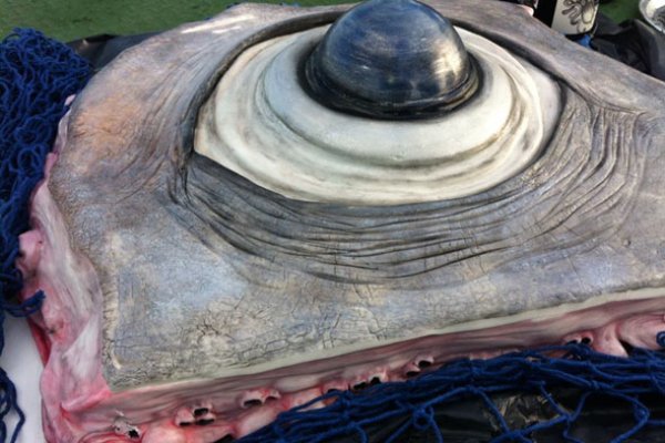 Kraken 26at