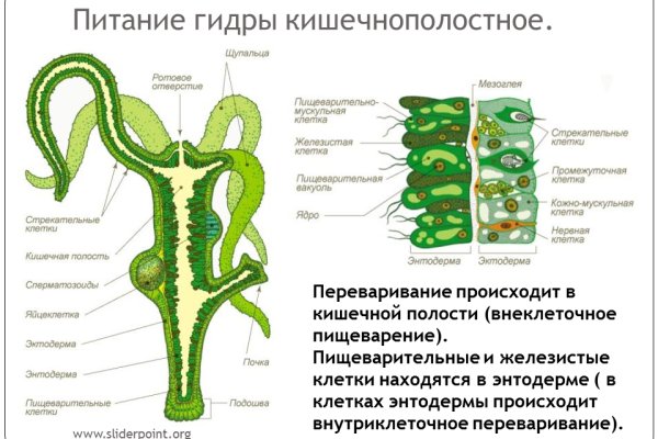 Значок кракена маркетплейса